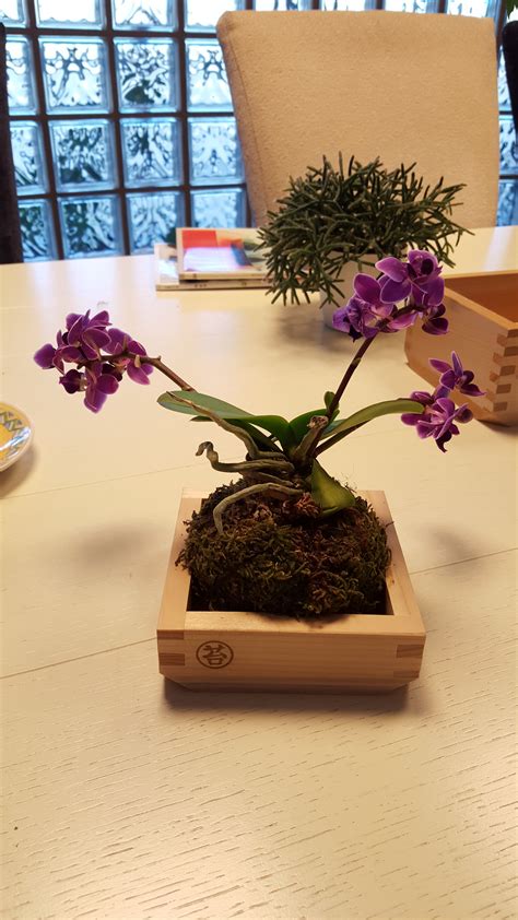 Japanese moss ball with a mini phalaenopsis | Japanese moss balls, Moss balls, Orchids