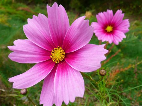 MLeWallpapers.com - Pink Cosmos Flowers