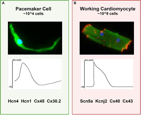 Frontiers | Transcriptional and Epigenetic Landscape of Cardiac Pacemaker Cells: Insights Into ...