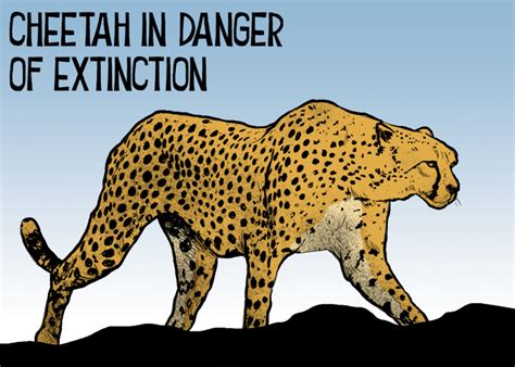 Cheetah in danger of extinction - Times of Oman