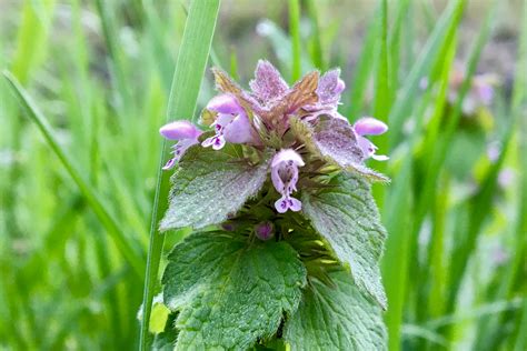 Purple Deadnettle (Lamium purpureum) – Seashore to Forest Floor