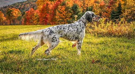 What is a Ryman-Type Setter- Hunting English Setters