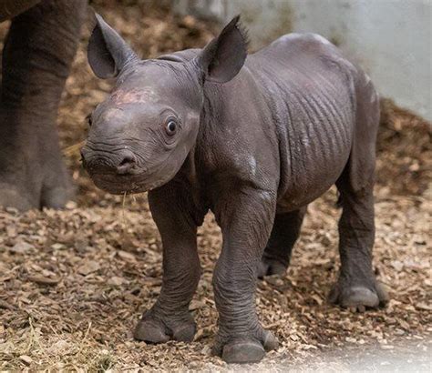 Eastern black rhino calf born at Cleveland Metroparks Zoo - cleveland.com