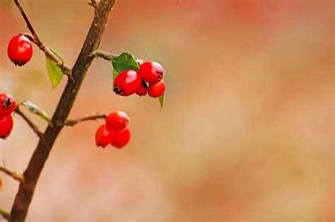 Spring Red Berries Free Stock Photo - Public Domain Pictures