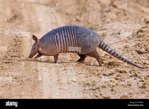 Tatu de animal fotografías e imágenes de alta resolución - Alamy