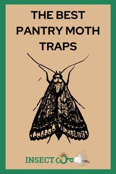 Moth control tips & tricks