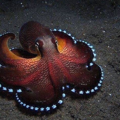 Egan Day - Ever wonder how smart an Octopus is? Pretty darned smart ...