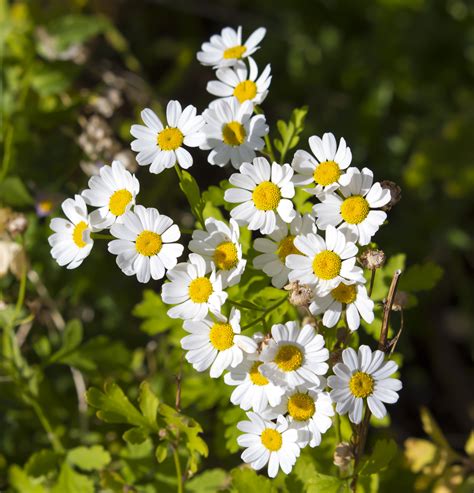 Earthcare Seeds - Tall Perennial Pyrethrum Daisy 50 Seeds, Heirloom - Open Pollinated Flower ...