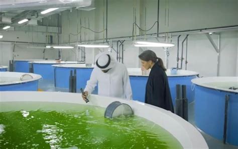 Hatchery Feed Management | Emirati hatchery delivers 600,000 fish ...