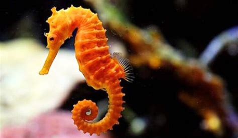 20 Interesting Seahorse Facts