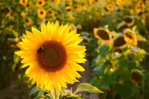 Free Images : bee, bloom, blossom, close up, desktop backgrounds, field, flora, flower wallpaper ...