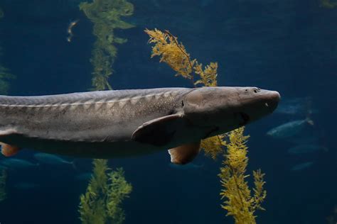 White sturgeon | Animals | Monterey Bay Aquarium