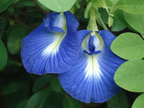 Aparajita plant | Clitoria Ternatea | Asian Pigeonwings | Blue Pea ...