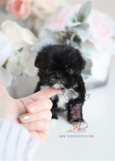 Climatesense: Teacup Full Grown Teacup Shih Tzu Puppy