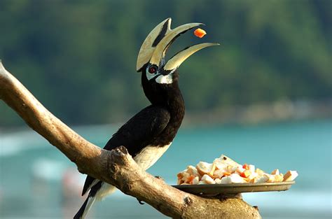 Biology of Animals: Anthracoceros marchei (Palawan hornbill)