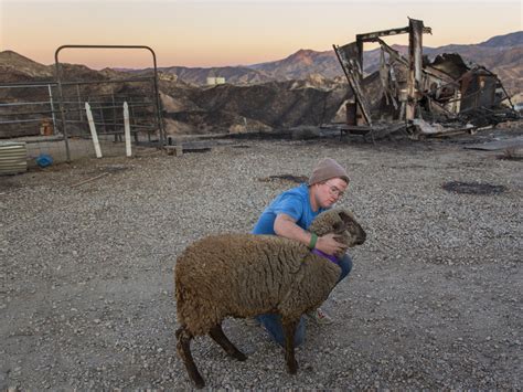 As California Wildfire Neared, A Family Raced To Save Its Animals ...