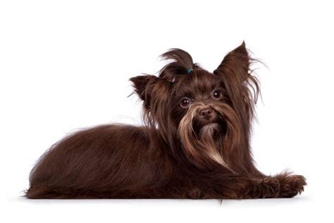 Chocolate Yorkie (Brown Yorkie): Everything You Need to Know