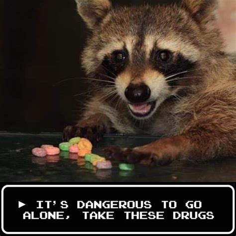 42 Raccoon Memes For Trash Panda Enthusiasts in 2022 | Trash panda ...