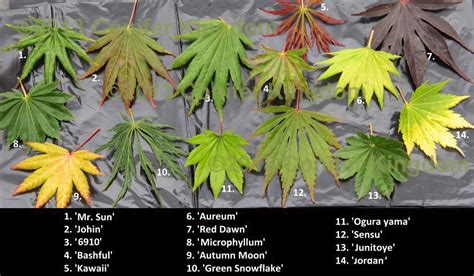 Types Of Japanese Trees