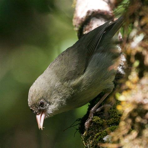 Endangered Hawaiian Bird Immortalized In Space | Audubon