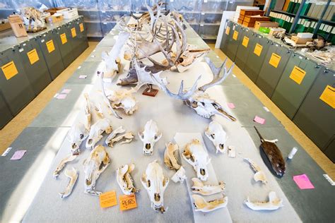 Museum of Zoology: Mammalogy Collection | University of Alberta Museums