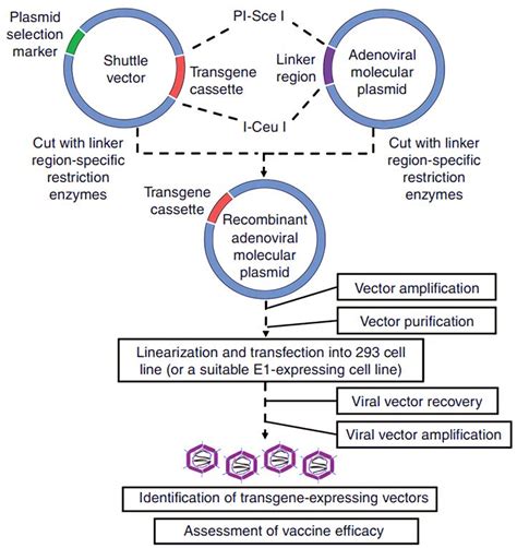 Adenovirus (Ad) as Vaccine-vectors - Creative Biolabs