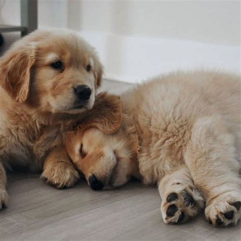 cuddly dog #puppy #pets | Really cute puppies, Golden retriever, Cute ...