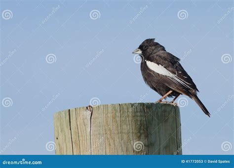 Male Lark Bunting stock image. Image of state, nature - 41772053