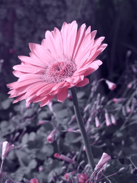 Flower - Photography Photo (34190878) - Fanpop