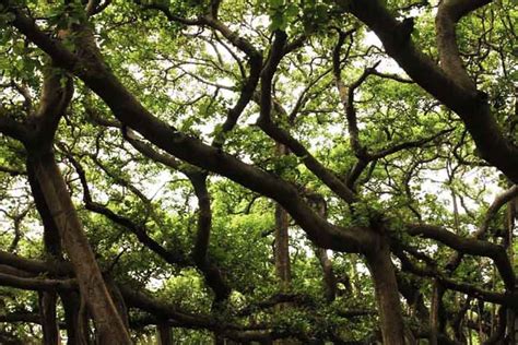 Saving Botanical Garden’s Great Banyan Tree from thunderstorms