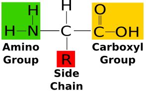 What types of functional groups are present in an amino acid? A ...