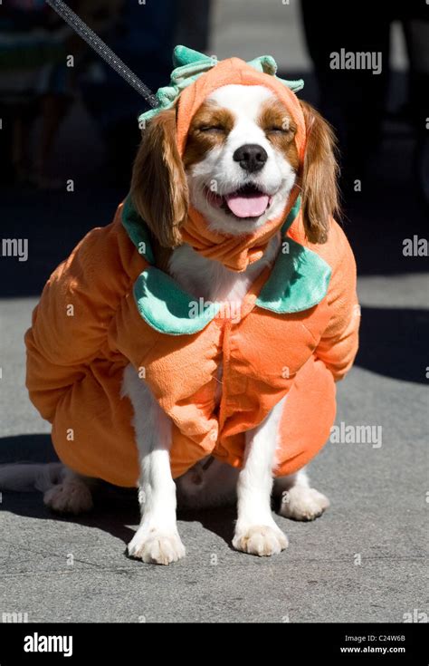 Dogs participate in a dog Halloween costume contest at The Grove ...