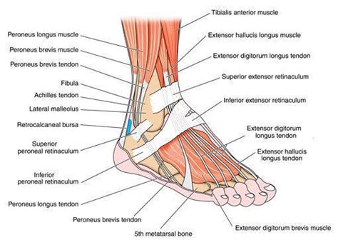 Foot and Ankle - SportsMed