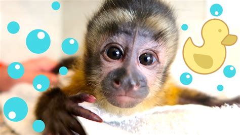 Baby Monkey Bath Time | Happy's First Bath! - YouTube