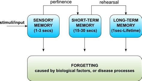 ATKINSON & SHIFFRIN MODEL (1968) | Download Scientific Diagram