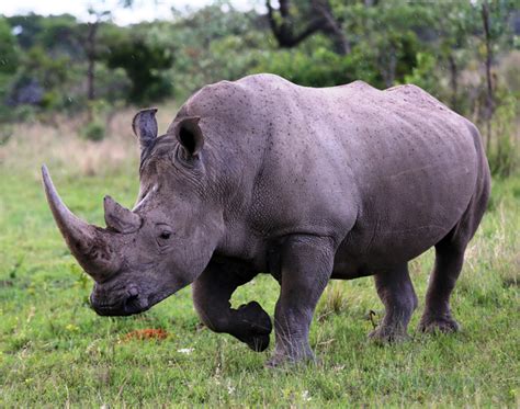 white-rhino-conservation-action-trust - Africa Geographic