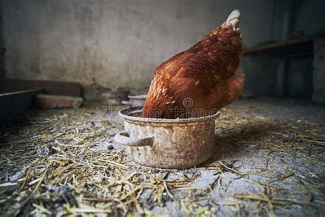 Hen at organic farm stock image. Image of eating, peck - 188956713