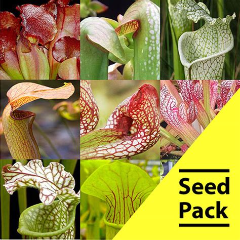 BugBitingPlants.com: Carnivorous Plant Seeds