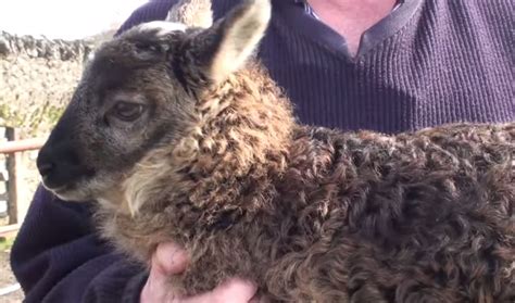 Ireland's new goat-sheep hybrid is as adorable as you'd expect (VIDEO) | The World from PRX