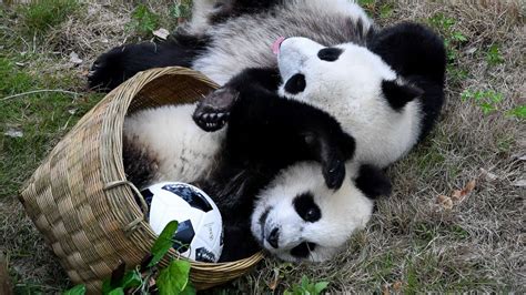 Cute Baby Panda Playing | hohomiche