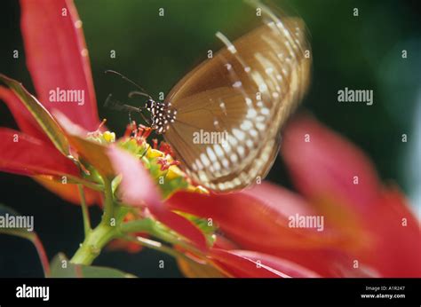 COMMON CROW BUTTERFLY Stock Photo - Alamy