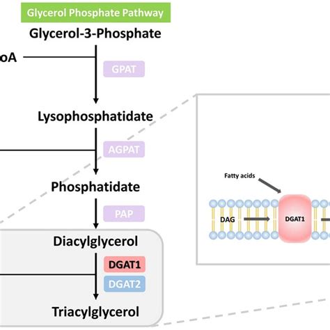 Schematic pathway of triacylglycerol biosynthesis. It illustrates the ...