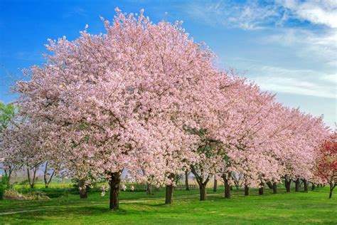 10 Interesting Facts About Cherry Blossoms You Didn't Know - Farmers ...