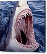 Great White Shark lunging out of the ocean with mouth open showing teeth Poster by Brandon Cole