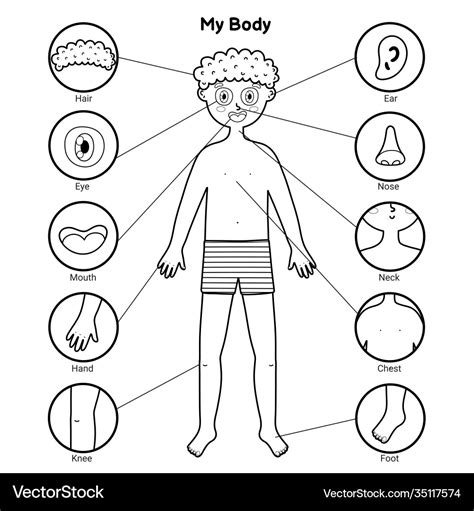 My body parts black and white educational poster Vector Image