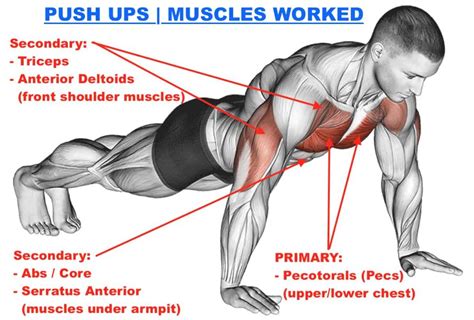 Push Up Muscles Worked