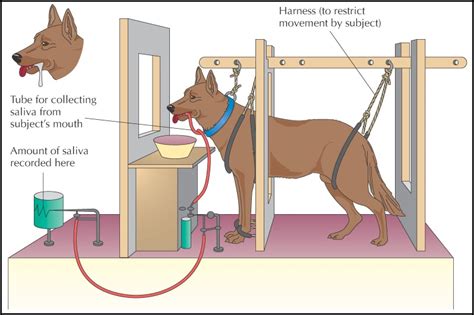 Classical Conditioning TheoryOscar Education