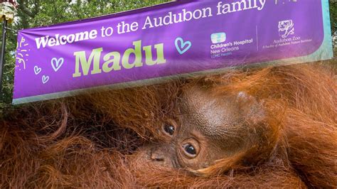 Children's Hospital Helps Name Baby Orangutan - YouTube