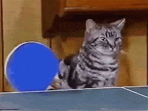 Cat Ping Pong GIF - Cat Ping Pong Table Tennis - Discover & Share GIFs