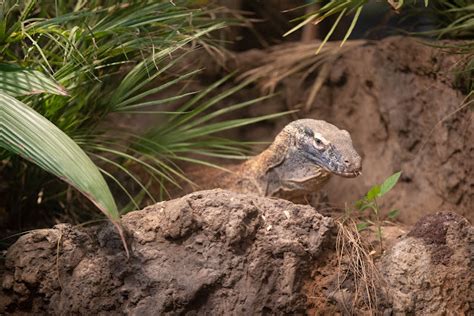 Asian and Oceania forest exhibit will showcase new reptiles and amphibians: Adaptations Building ...